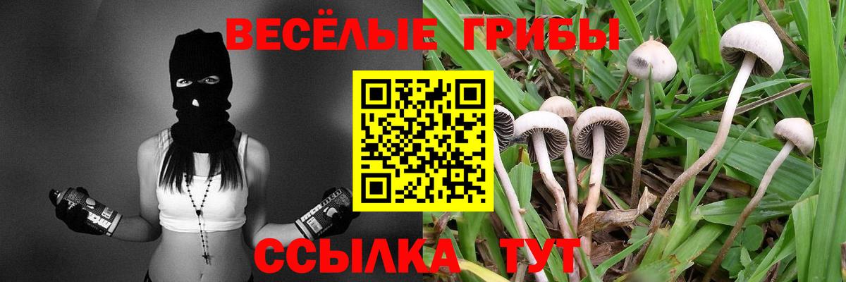 Псилоцибиновые грибы Cubensis Можга